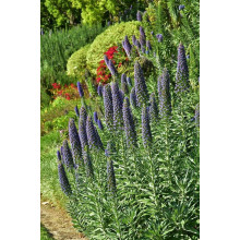 Вероніка колосиста Роял Кендлс | Veronica spicata Roayl Candfles | Вероника колосистая Роял Кендлс