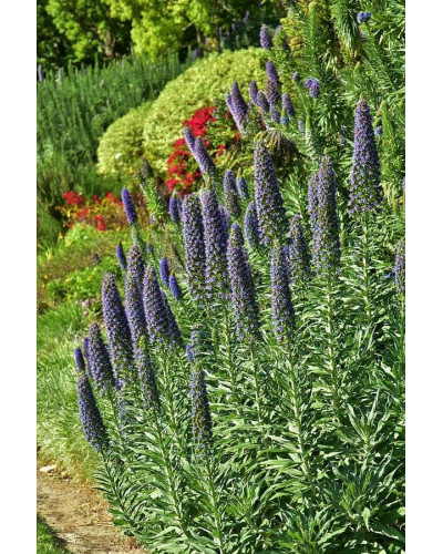 Вероніка колосиста Роял Кендлс | Veronica spicata Roayl Candfles | Вероника колосистая Роял Кендлс