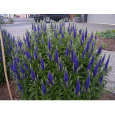 Вероніка колосиста Роял Кендлс | Veronica spicata Roayl Candfles | Вероника колосистая Роял Кендлс