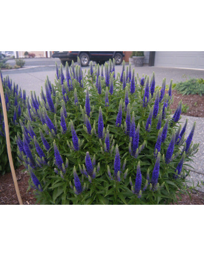 Вероніка колосиста Роял Кендлс | Veronica spicata Roayl Candfles | Вероника колосистая Роял Кендлс