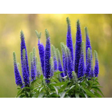 Вероніка колосиста Роял Кендлс | Veronica spicata Roayl Candfles | Вероника колосистая Роял Кендлс