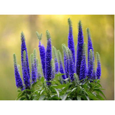 Вероніка колосиста Роял Кендлс | Veronica spicata Roayl Candfles | Вероника колосистая Роял Кендлс