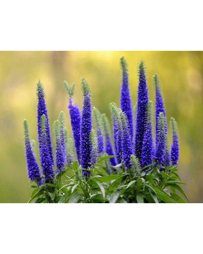 Вероніка колосиста Роял Кендлс | Veronica spicata Roayl Candfles | Вероника колосистая Роял Кендлс