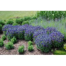 Вероніка колосиста Роял Кендлс | Veronica spicata Roayl Candfles | Вероника колосистая Роял Кендлс