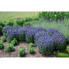 Вероніка колосиста Роял Кендлс | Veronica spicata Roayl Candfles | Вероника колосистая Роял Кендлс
