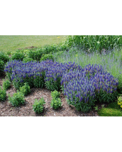 Вероніка колосиста Роял Кендлс | Veronica spicata Roayl Candfles | Вероника колосистая Роял Кендлс