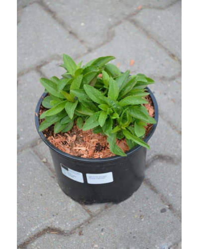 Вероніка колосиста Роял Кендлс | Veronica spicata Roayl Candfles | Вероника колосистая Роял Кендлс