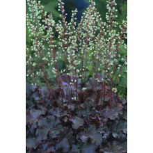Гейхера гібридна Принц | Heuchera hybrid Prince | Гейхера гибридная Принц