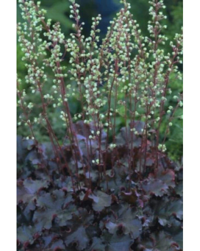 Гейхера гібридна Принц | Heuchera hybrid Prince | Гейхера гибридная Принц