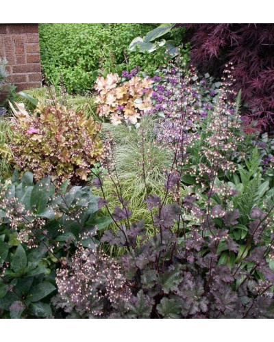 Гейхера гібридна Принц | Heuchera hybrid Prince | Гейхера гибридная Принц