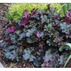 Гейхера гібридна Принц | Heuchera hybrid Prince | Гейхера гибридная Принц
