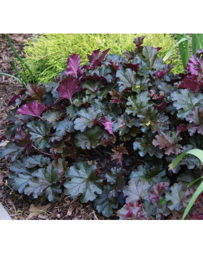 Гейхера гібридна Принц | Heuchera hybrid Prince | Гейхера гибридная Принц