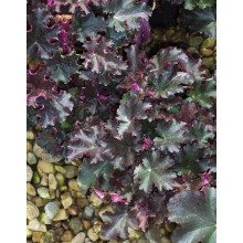 Гейхера гібридна Принц | Heuchera hybrid Prince | Гейхера гибридная Принц