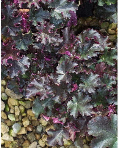 Гейхера гібридна Принц | Heuchera hybrid Prince | Гейхера гибридная Принц