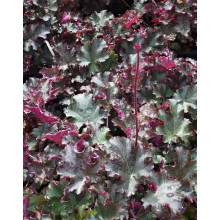 Гейхера гібридна Принц | Heuchera hybrid Prince | Гейхера гибридная Принц