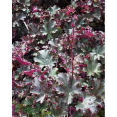 Гейхера гібридна Принц | Heuchera hybrid Prince | Гейхера гибридная Принц