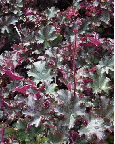 Гейхера гібридна Принц | Heuchera hybrid Prince | Гейхера гибридная Принц