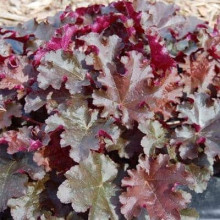 Гейхера гібридна Принц | Heuchera hybrid Prince | Гейхера гибридная Принц