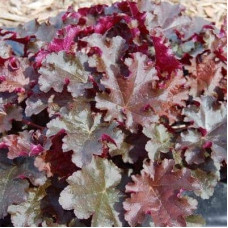 Гейхера гібридна Принц | Heuchera hybrid Prince | Гейхера гибридная Принц