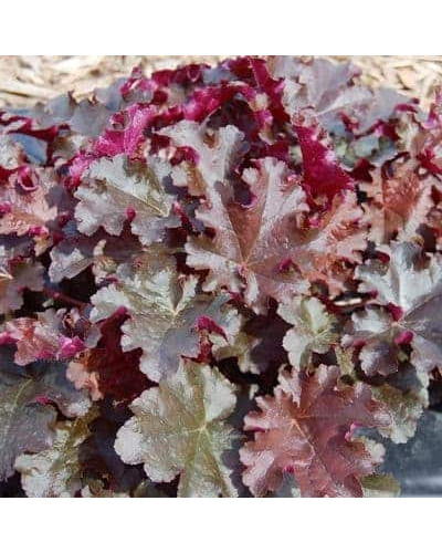 Гейхера гібридна Принц | Heuchera hybrid Prince | Гейхера гибридная Принц