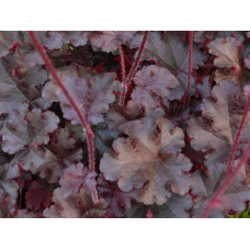 Гейхера гібридна Принц | Heuchera hybrid Prince | Гейхера гибридная Принц