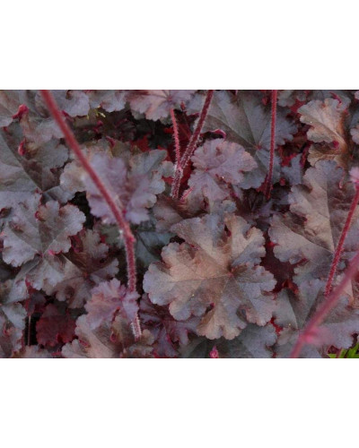 Гейхера гібридна Принц | Heuchera hybrid Prince | Гейхера гибридная Принц