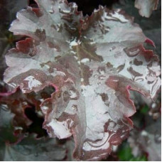 Гейхера гібридна Принц | Heuchera hybrid Prince | Гейхера гибридная Принц