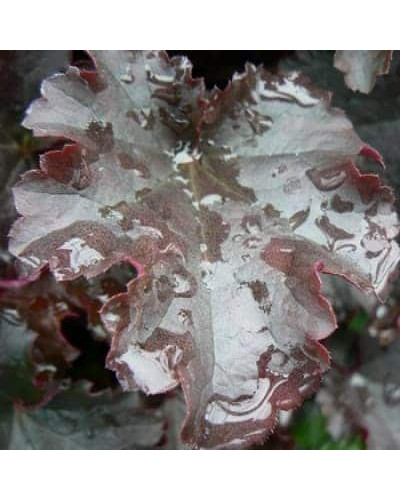Гейхера гібридна Принц | Heuchera hybrid Prince | Гейхера гибридная Принц