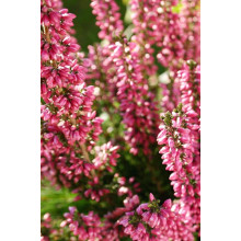 Верес звичайний Самара | Calluna vulgaris Samara | Вереск обыкновенный Самара