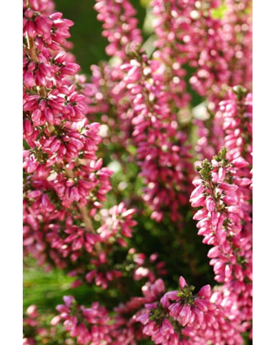 Верес звичайний Самара | Calluna vulgaris Samara | Вереск обыкновенный Самара