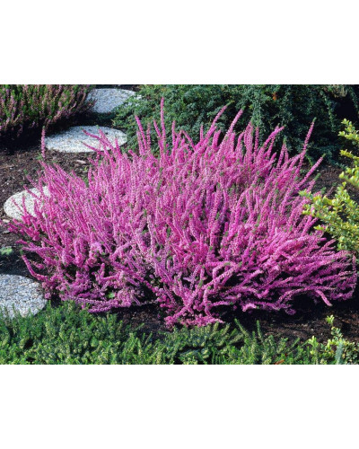 Верес звичайний Самара | Calluna vulgaris Samara | Вереск обыкновенный Самара