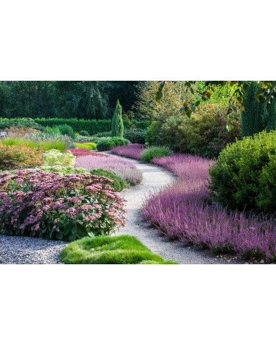 Верес звичайний Самара | Calluna vulgaris Samara | Вереск обыкновенный Самара
