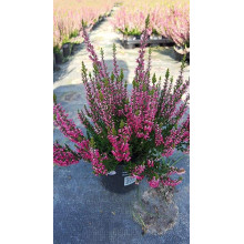 Верес звичайний Самара | Calluna vulgaris Samara | Вереск обыкновенный Самара