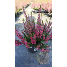 Верес звичайний Самара | Calluna vulgaris Samara | Вереск обыкновенный Самара
