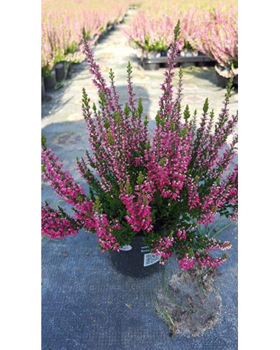 Верес звичайний Самара | Calluna vulgaris Samara | Вереск обыкновенный Самара
