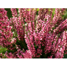 Верес звичайний Самара | Calluna vulgaris Samara | Вереск обыкновенный Самара
