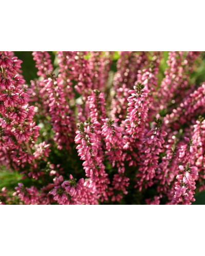 Верес звичайний Самара | Calluna vulgaris Samara | Вереск обыкновенный Самара