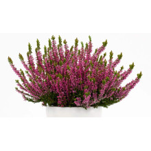 Верес звичайний Самара | Calluna vulgaris Samara | Вереск обыкновенный Самара