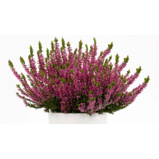 Верес звичайний Самара | Calluna vulgaris Samara | Вереск обыкновенный Самара