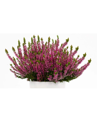 Верес звичайний Самара | Calluna vulgaris Samara | Вереск обыкновенный Самара