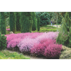 Верес звичайний Самара | Calluna vulgaris Samara | Вереск обыкновенный Самара