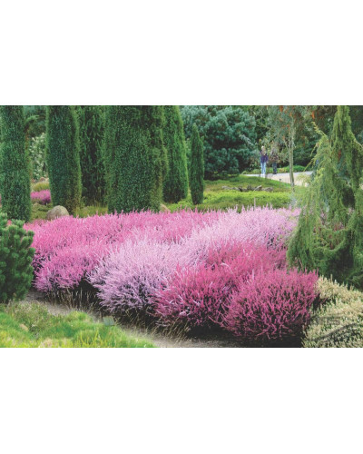 Верес звичайний Самара | Calluna vulgaris Samara | Вереск обыкновенный Самара