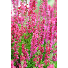 Верес звичайний Дарк Б’юті | Calluna vulgaris Dark Beauty | Вереск обыкновенный Дарк Бьюти
