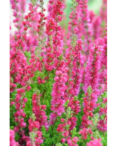 Верес звичайний Дарк Б’юті | Calluna vulgaris Dark Beauty | Вереск обыкновенный Дарк Бьюти