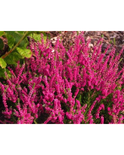 Верес звичайний Дарк Б’юті | Calluna vulgaris Dark Beauty | Вереск обыкновенный Дарк Бьюти