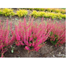 Верес звичайний Дарк Б’юті | Calluna vulgaris Dark Beauty | Вереск обыкновенный Дарк Бьюти