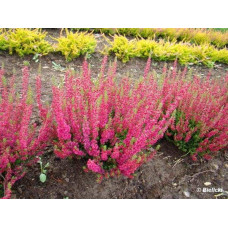 Верес звичайний Дарк Б’юті | Calluna vulgaris Dark Beauty | Вереск обыкновенный Дарк Бьюти