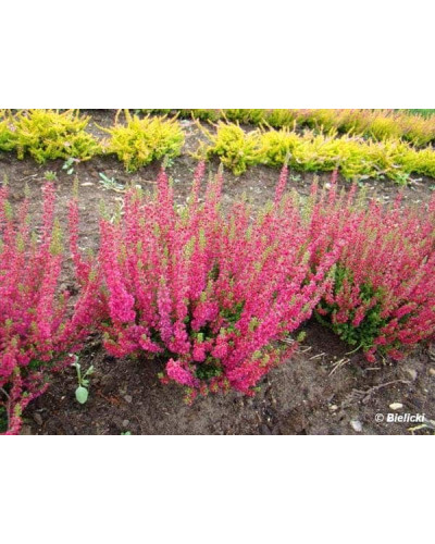 Верес звичайний Дарк Б’юті | Calluna vulgaris Dark Beauty | Вереск обыкновенный Дарк Бьюти