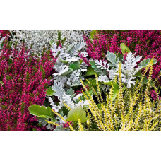 Верес звичайний Дарк Б’юті | Calluna vulgaris Dark Beauty | Вереск обыкновенный Дарк Бьюти