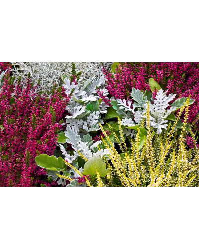 Верес звичайний Дарк Б’юті | Calluna vulgaris Dark Beauty | Вереск обыкновенный Дарк Бьюти